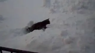 cat gets thrown into snow bank