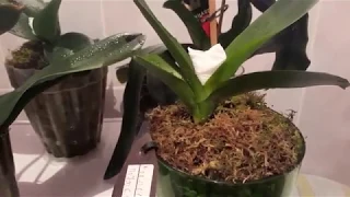 Народные средства борьбы с  клещами на орхидеях