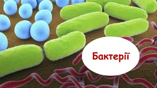 Бактерії