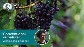 Conventional vs natural winemaking in Greece
