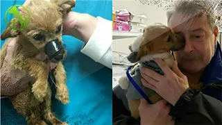 Puppy Found With Taped Mouth, Recognizes and Thanks The Man That Rescued Him