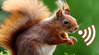 Squirrel Sounds | Male squirrel mating call sound