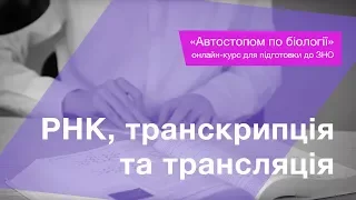 РНК, транскрипція та трансляція – Підготовка до ЗНО – Біологія