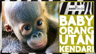 BABY Orangutan KENDARI at ZOO VIENNA | zoos.media