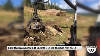 TG BASSANO (02/09/2019) - IL LUPO ATTACCA ANCHE DI GIORNO, E LA BUROCRAZIA NON AIUTA