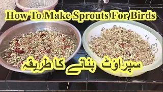 How To Make Sprouts For Birds || How To Make Sprouts(Healthy Food For Birds) || Sprouts For Parrots