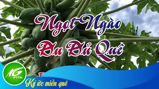 Ký ức miền quê | Ngọt ngào đu đủ quê | THKG