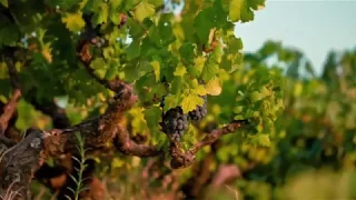 Зеленое Вино Португалии Регион (Vinho Verde) Винью Верде
