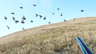 INCREDIBLE Pheasant, Huns, and Sharptail Hunting!!