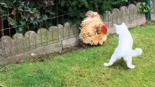 Cat (Dash) vs Chicken (Mora)