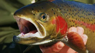 Top 5 Winter Trout Fishing Tips