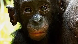Things You Probably Didn't Know About Cute Bonobos | National Geographic