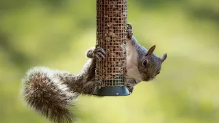 Squirrel-proofing Your Feeders