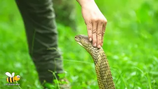 Primitive Technology  Survival skills Finding Big Snake