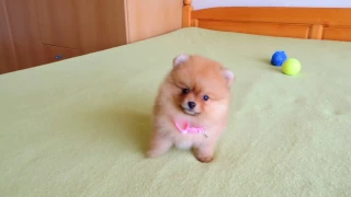 Female Pomeranian Puppy for Sale