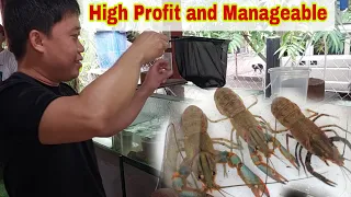 Paano Mag- Alaga at Magpadami ng Crayfish? | Australian Red Claw
