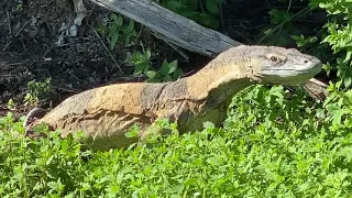 Lace Monitor - Turn your sound up - Dandry Springs