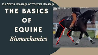 Biomechanics -The Basics // Western Dressage