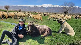 KOYUNLARI MERAYA SALDIK ~BARUT GÖREVE BAŞLADI ~MAHSUNLA ARAMIZ BOZUK 😅