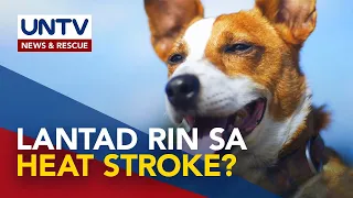 ALAMIN: Heat stroke sa mga alagang hayop, ano ang senyales at paano iiwasan?