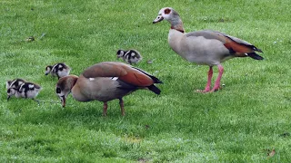 Egyptian Goose Family With Their Goslings ~ Relaxing Nature