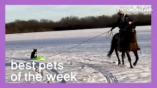 Border Collie Gets a Sleigh Ride | Best Pets of the Week