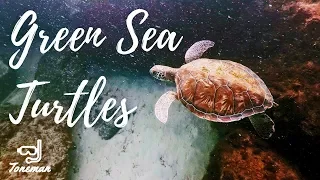 Snorkeling with Green Sea Turtles! Destin Florida East Pass Jetty