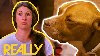 Rescuers Race Against Time To Save Abandoned Dog Infested With Heartworms | Pit Bulls & Parolees