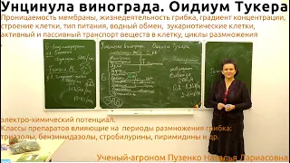 Оидиум винограда, фунгициды, циклы, питание,  размножение, защита- лекция Пузенко Натальи Лариасовны