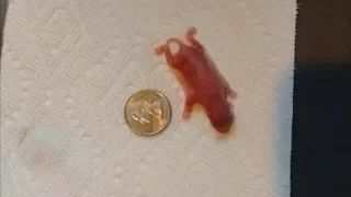 Люди нашли маленькое существо размером с монету, только взгляните в кого он превратился спустя время