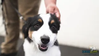 Dog training with Dogizone!