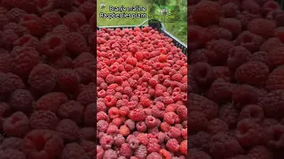 Branje maline - Raspberries plant