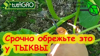 СРОЧНО ОБРЕЖЬТЕ ЭТО У ТЫКВЫ! Прокачка тыквы на урожай, сладость и отличное хранение.