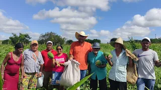 COLHEITA DE FEIJÃO DE CORDA NO ROÇADO DE CÍCERO E DONA KINÔR COM SEU PEDRO JACÓ E SEU MANOELZINHO.