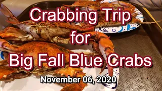 Crabbing for Big Fall Blue Crabs Nov 06, 2020
