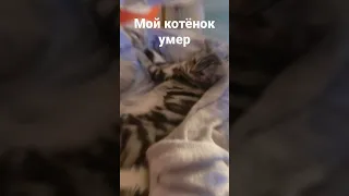 мой котёнок умер