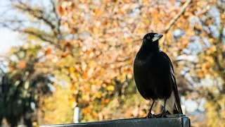 'Worst imaginable tragedy' as five-month-old baby girl dies following magpie swoop