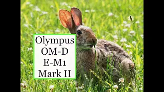 Olympus OM-D E-M1 Mark II mirrorless 20MP Camera + 100-400mm f5-6.3 lens goes to the lake Class 111