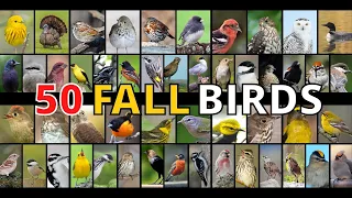 50 Birds You Need To Watch For This Fall