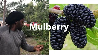 Mulberry trees and Their health benefits