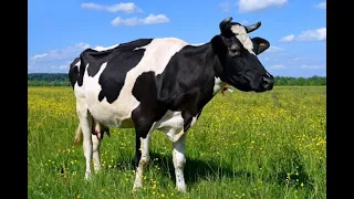 Почему «говядина», а не «коровятина» или «коровина»?