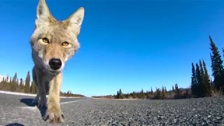 Coyote takes GoPro
