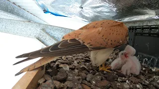 Kestrel Chicks Day 6 - 17th December 2020