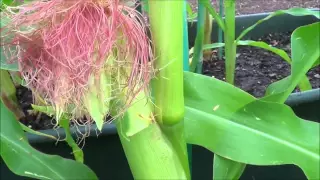 How to pollinate corn