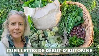 Cueillettes du début d'automne, "le petit printemps"