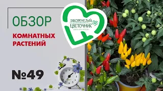 #49 Обзор комнатных растений | Капсикумы, хамедореи, сингониумы, драцены, фиттонии, орхидеи