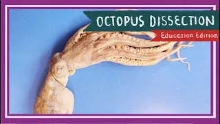 Octopus Dissection || The Tentacles of Today [EDU]