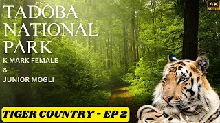 Tadoba Jungle Safari | Tadoba Tiger Reserve | Tadoba Safari | Keslaghat Gate | Tiger Country EP - 2