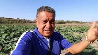 La Siembra de Calabaza