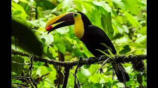 Пение птиц  Звуки тропического леса  для сна и отдыха  Звуки природы исцелят  Душу, Разум  и Тело